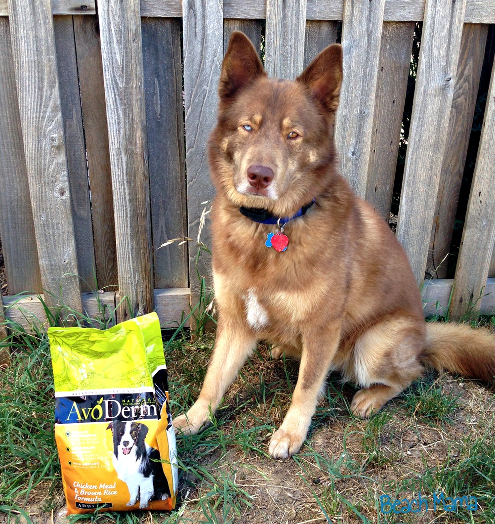 AvoDerm Natural Pet Food Contains SuperFood Crunchy Beach Mama